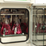 CO2 Incubator with Built-in Shaker - Image 3